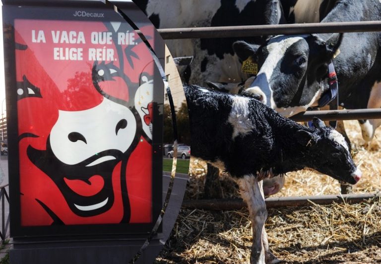 LA VACA QUE NO PUEDE ELEGIR NO SER VACA LECHERA